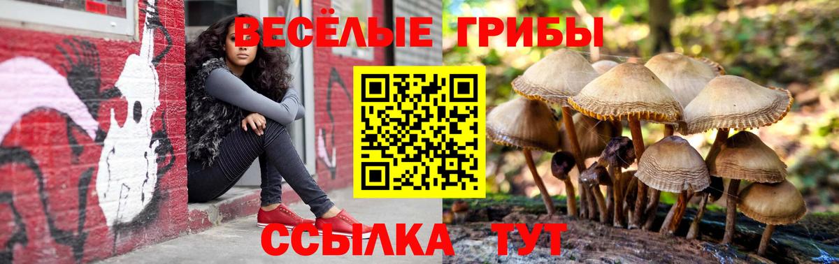 Галлюциногенные грибы Psilocybe Дедовск